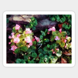 Begonias By Stone Wall Sticker